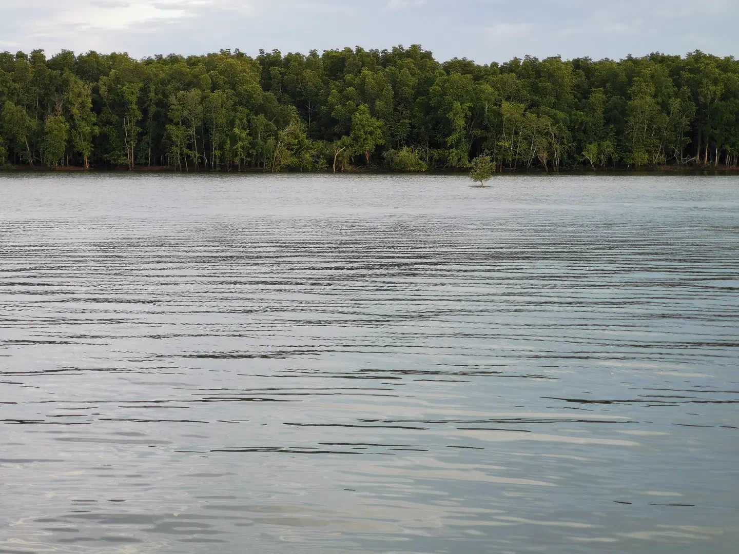 Un arbre dans le fleuve